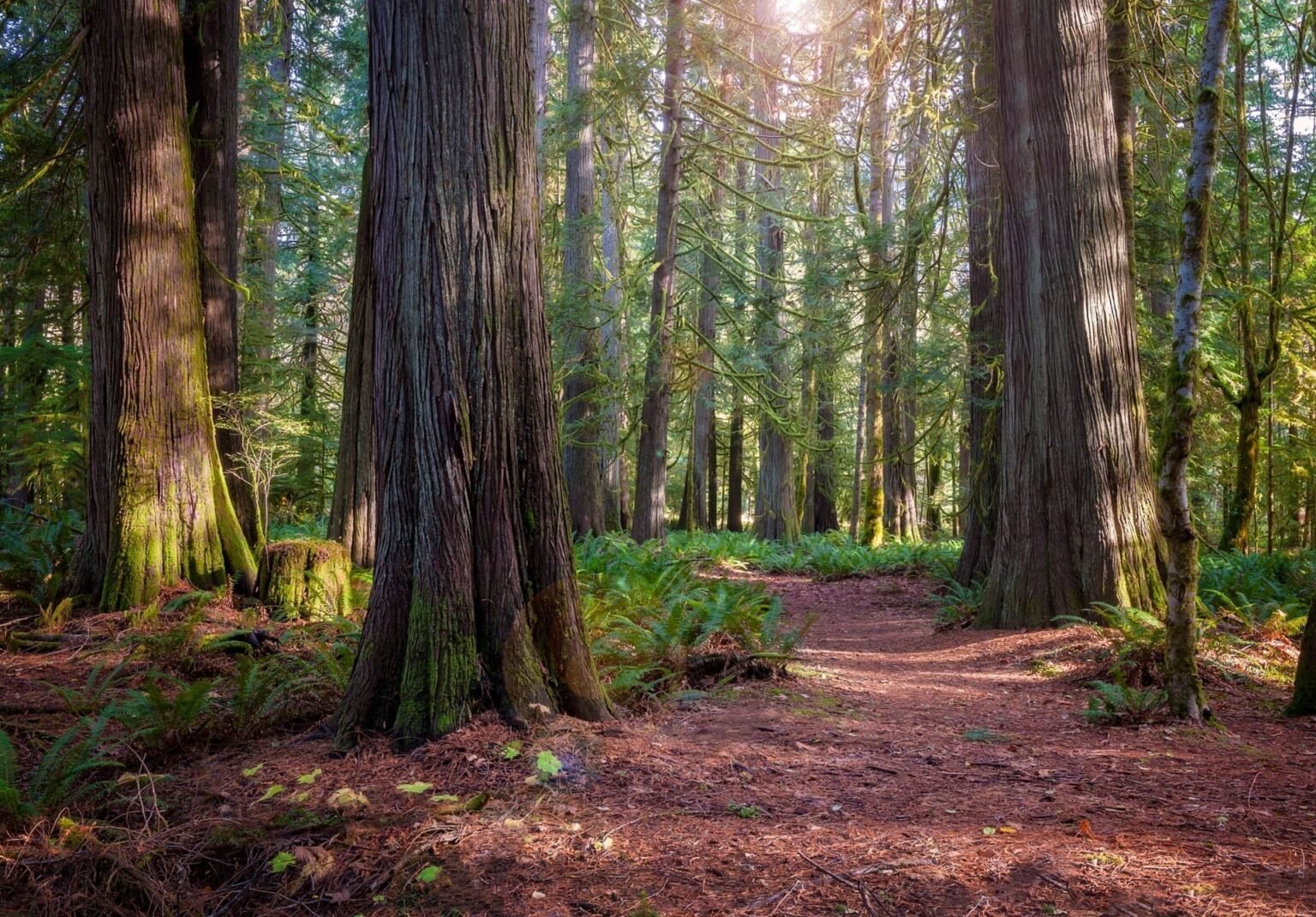 Photo of a big forest